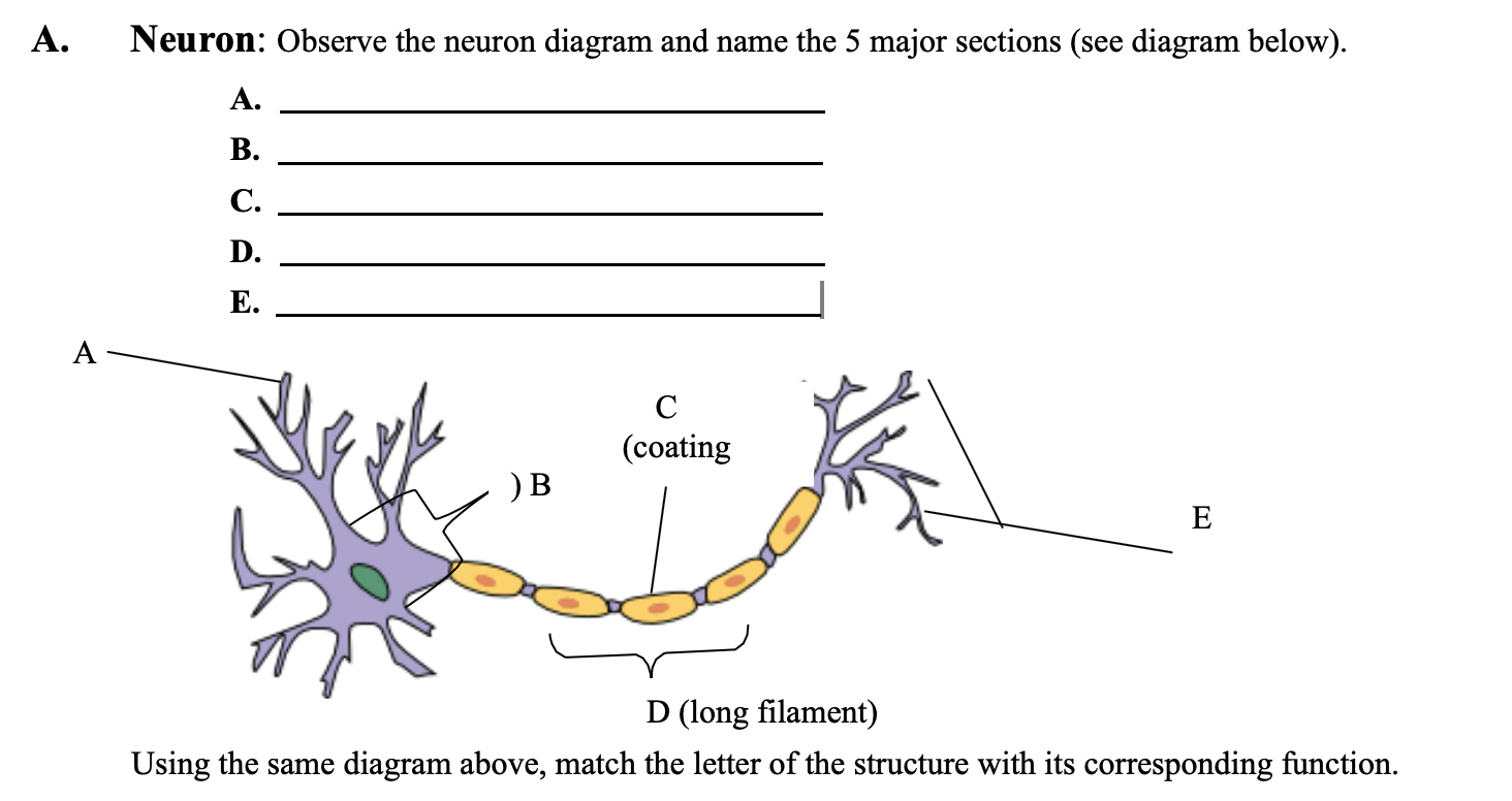 A Neuron Observe The Neuron Diagram And Name The 5 Major Sections See Diagram Below A B C D E Using The Same D 1