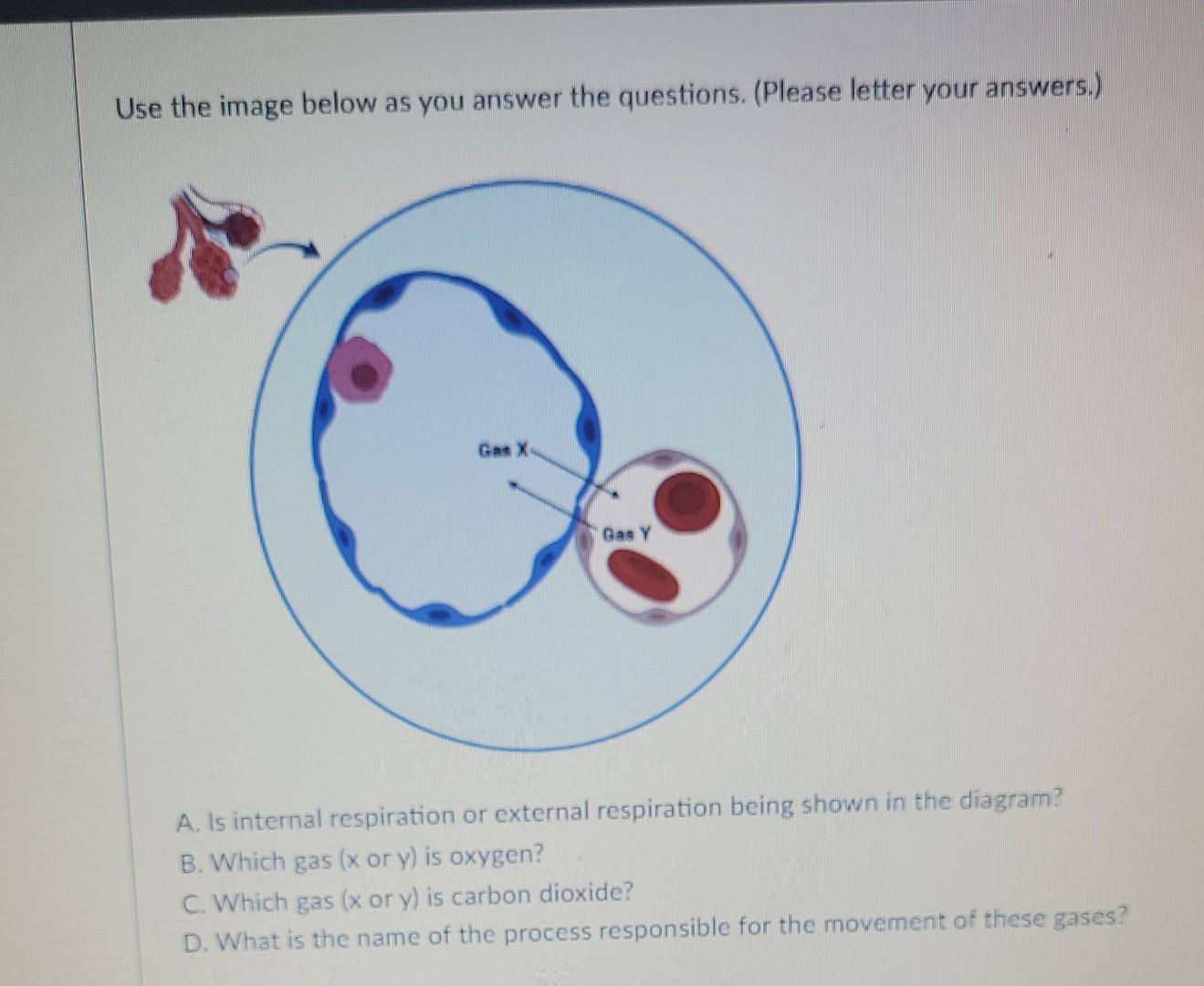 Use The Image Below As You Answer The Questions Please Letter Your Answers A Is Internal Respiration Or External Re 1