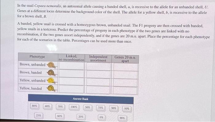 In The Snail Cepaea Nemoralis An Autosomal Allele Causing A Banded Shell U Is Recessive To The Allele For An Unbanded 1