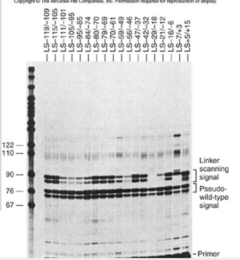 Then Explain How These Libraries Allowed The Sequences That Are Important For Tk Gene Promoter Activity To Be Determined 1