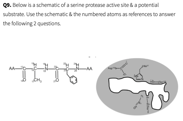 Q9 Below Is A Schematic Of A Serine Protease Active Site A Potential Substrate Use The Schematic The Numbered At 1