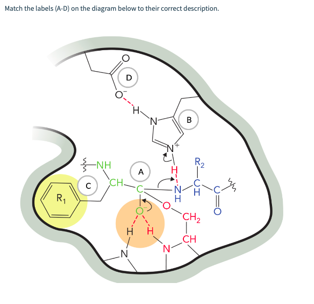 Match The Labels A D On The Diagram Below To Their Correct Description Drag And Drop Options On The Right Hand Side A 1