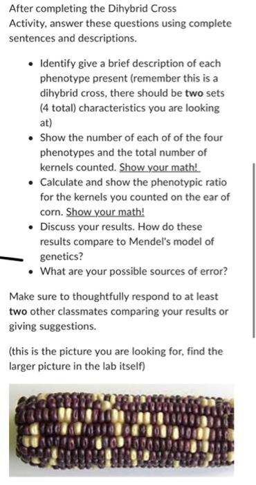 After Completing The Dihybrid Cross Activity Answer These Questions Using Complete Sentences And Descriptions Identi 1