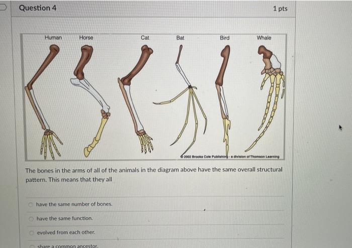 Why Are The Skeletons Of All Vertebrates So Similar In Structure And Function All Vertebrates Evolved The Same Limb Fun 4