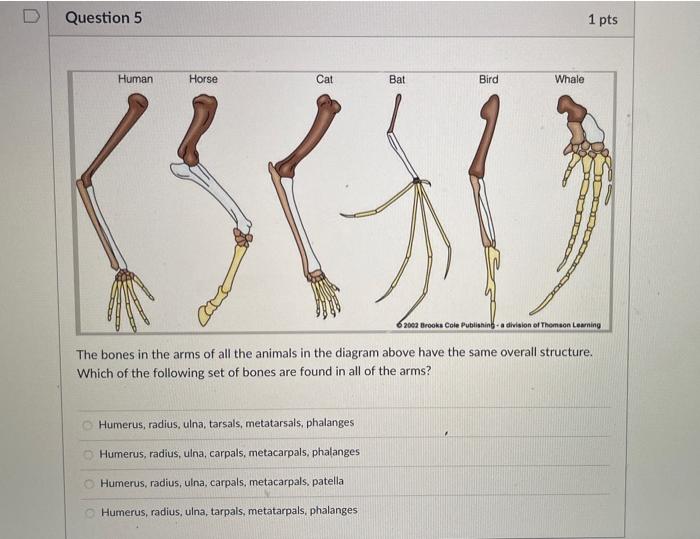 Why Are The Skeletons Of All Vertebrates So Similar In Structure And Function All Vertebrates Evolved The Same Limb Fun 5