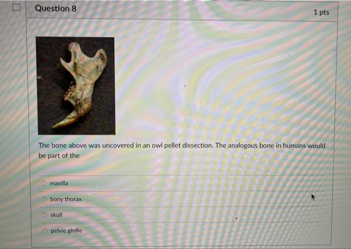 Why Are The Skeletons Of All Vertebrates So Similar In Structure And Function All Vertebrates Evolved The Same Limb Fun 6