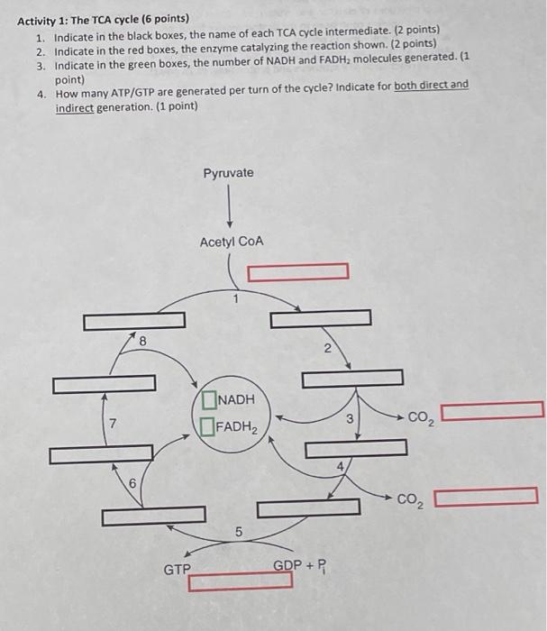 Activity 1 The Tca Cycle 6 Points 1 Indicate In The Black Boxes The Name Of Each Tca Cycle Intermediate 2 Points 1