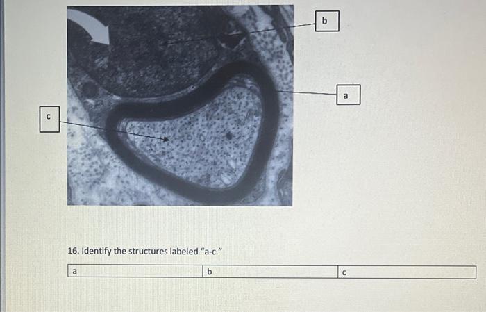 16 Identify The Structures Labeled A C 1