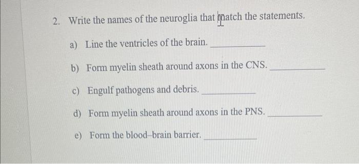 2 Write The Names Of The Neuroglia That Foatch The Statements A Line The Ventricles Of The Brain B Form Myelin Shea 1
