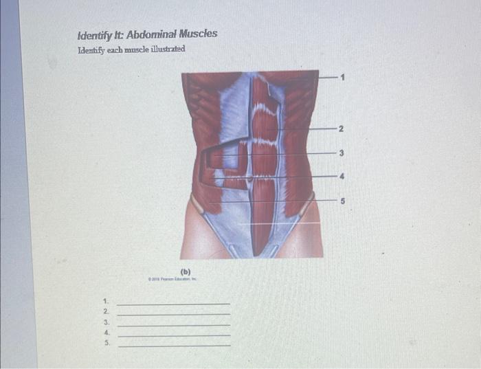 Identify It Abdomnal Muscles Identify Each Muscle Illustrated B 1 2 3 4 5 1