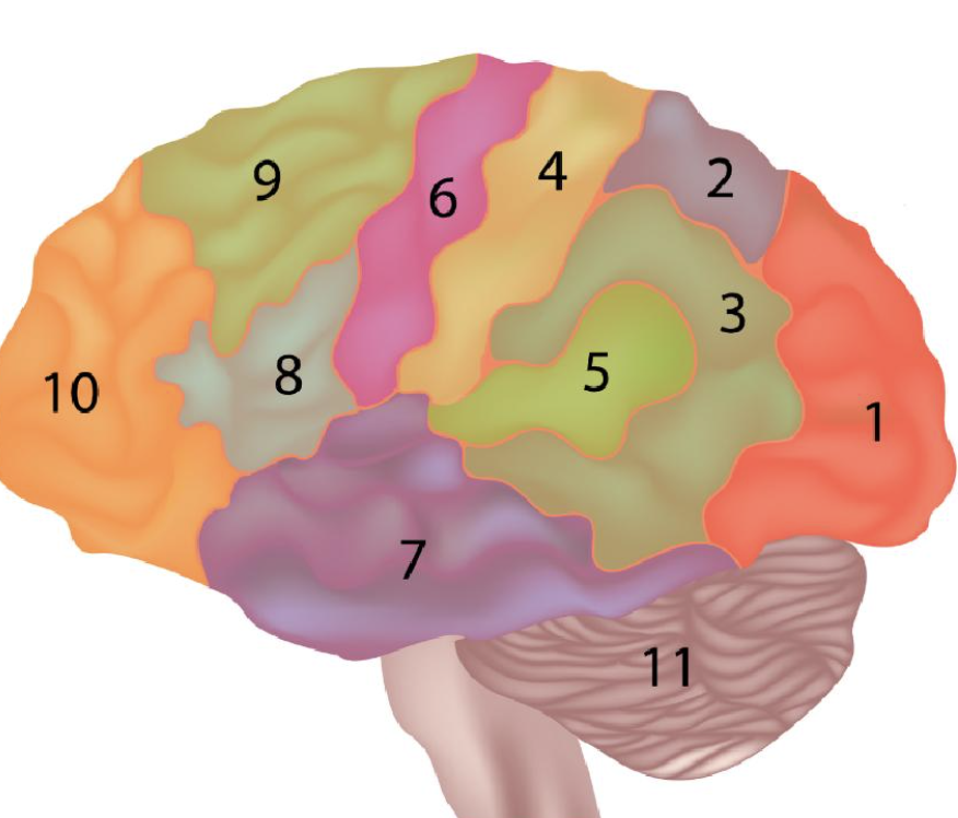 Primary Motor Area Sensory Association Area Visual Area Prefrontal Cortex Auditory Area Broca S Area Wernicke S Area Pri 1