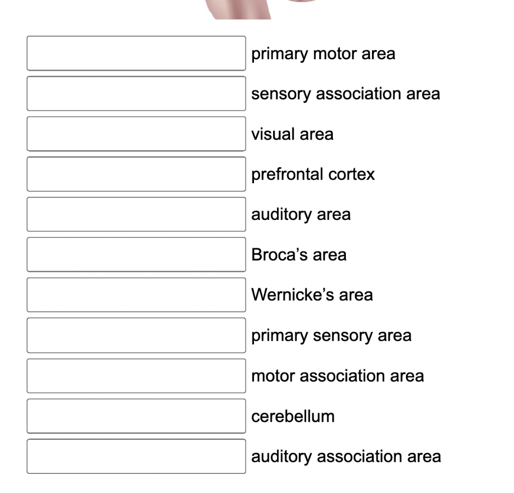 Primary Motor Area Sensory Association Area Visual Area Prefrontal Cortex Auditory Area Broca S Area Wernicke S Area Pri 2