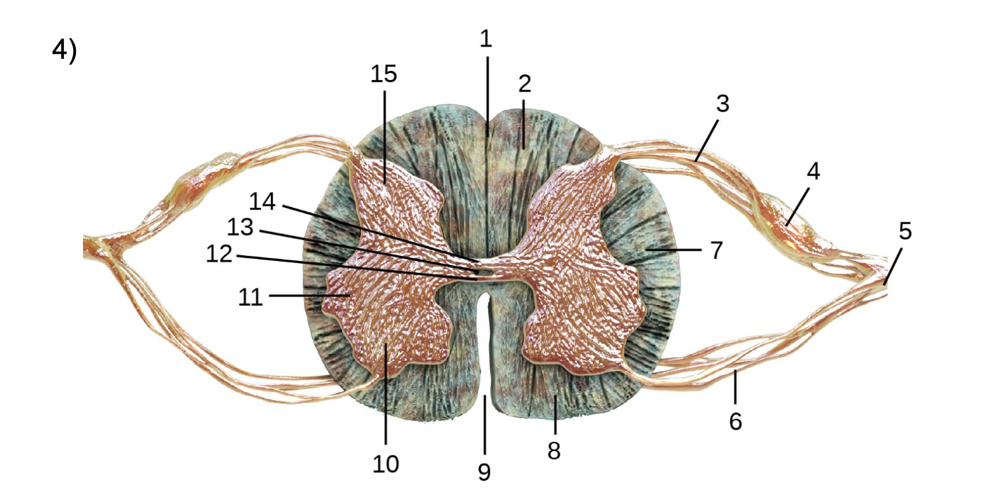 4 Anterior Column Anterior Grey Commissure Anterior Horn Anterior Median Fissure Anterior Nerve Root Central Canal Lat 1