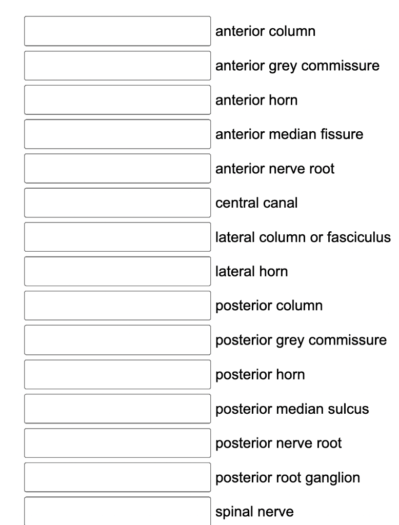 4 Anterior Column Anterior Grey Commissure Anterior Horn Anterior Median Fissure Anterior Nerve Root Central Canal Lat 2