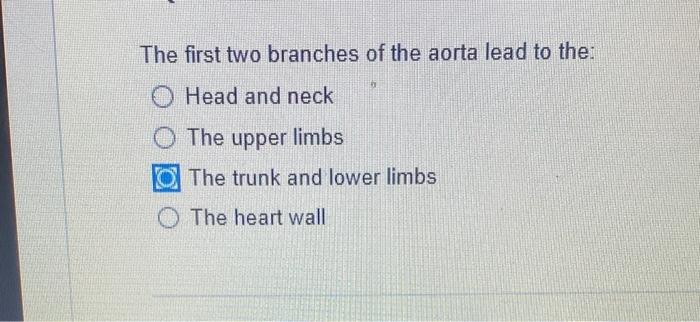 The First Two Branches Of The Aorta Lead To The Head And Neck The Upper Limbs The Trunk And Lower Limbs The Heart Wall 1