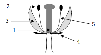 The Structure I 1