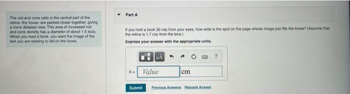 The Tod And Cone Celis In The Central Part Of The Retina The Tovea Are Packod Closer Togethoc Ging A Mere Detaled View 1