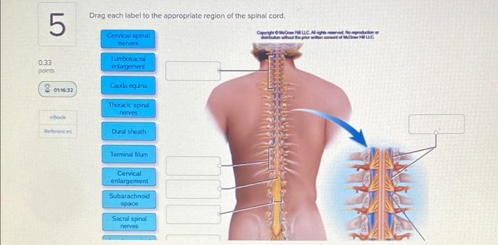 Drag Each Label To The Appropriate Region Of The Spinal Cord 07 5 Www Com Cervical Spinal Nerves 0 33 Lumbosacra Erigere 1