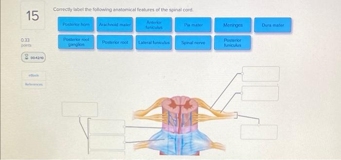 15 Correctly Label The Following Anatomical Features Of The Spinal Cord Anterior Posterior Hom Arachnoid Maler Funiculu 1