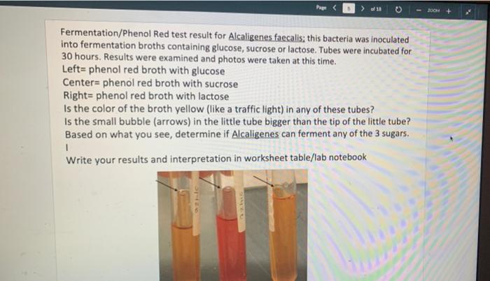 200m Fermentation Phenol Red Test Result For Alcaligenes Faecalis This Bacteria Was Inoculated Into Fermentation Broths 1