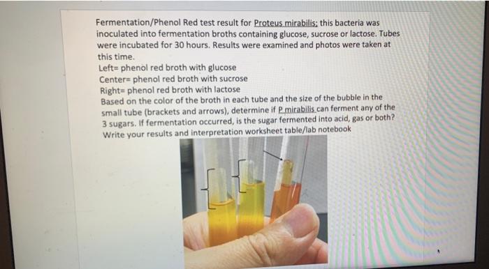 200m Fermentation Phenol Red Test Result For Alcaligenes Faecalis This Bacteria Was Inoculated Into Fermentation Broths 2