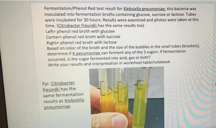 200m Fermentation Phenol Red Test Result For Alcaligenes Faecalis This Bacteria Was Inoculated Into Fermentation Broths 3