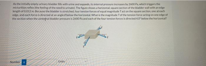 As The Initially Empty Urinary Bladder Fills With Urine And Expands Its Internal Pressure Increases By 2600 Pa Which T 1