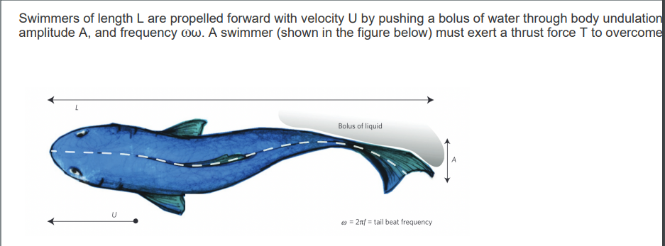 Swimmers Of Length L Are Propelled Forward With Velocity U By Pushing A Bolus Of Water Through Body Undulation Amplitude 1
