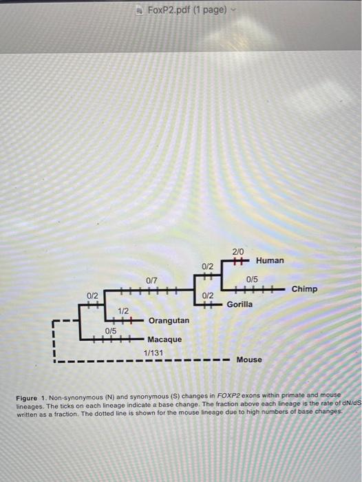 Use The Figure In The Pdf To Answer The Following Questions The Foxp2 Gene Is Located At 7q31 In All Humans The Produc 2