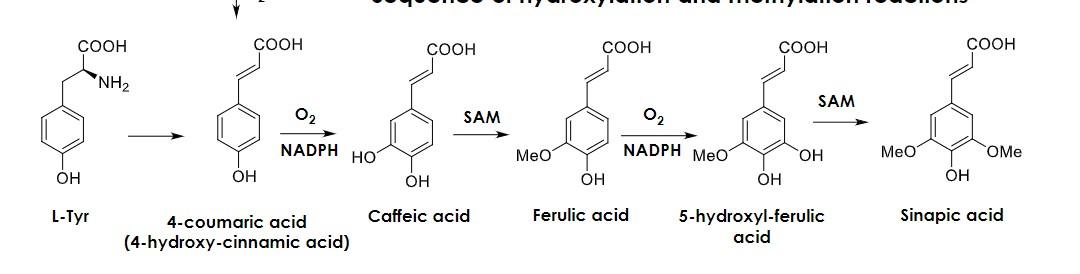 Please Provide A Curly Arrow Mechanism For The Conversion Of L Tyrosine Into Sinapic Acid Make Sure To Include Structur 1
