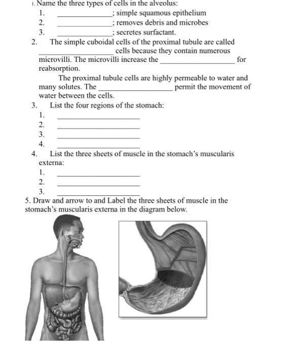 1 Name The Three Types Of Cells In The Alveolus 1 Simple Squamous Epithelium 2 Removes Debris And Microbes 3 1