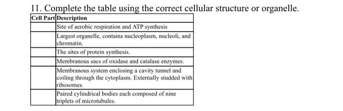 7 Fill In The Characteristics Of The Three Muscle Types Muscle Type Cardiac Skeletal Smooth Shape Of Cell Of Nuclei 2