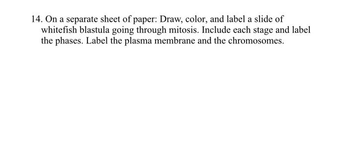 14 On A Separate Sheet Of Paper Draw Color And Label A Slide Of Whitefish Blastula Going Through Mitosis Include Ea 1