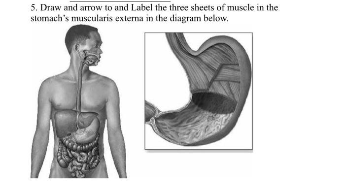 5 Draw And Arrow To And Label The Three Sheets Of Muscle In The Stomach S Muscularis Externa In The Diagram Below 1